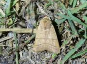 Charanyca trigrammica