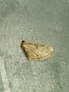Eupithecia dodoneata
