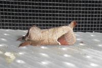 Clostera curtula