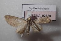 Eupithecia indigata