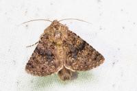 Recoropha canteneri