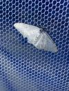 Scopula marginepunctata