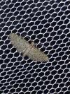 Eupithecia intricata
