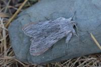 Cucullia lactucae