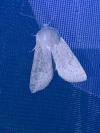 Orthosia gracilis