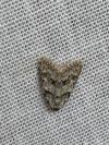 Nola cicatricalis
