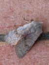 Perigrapha rorida