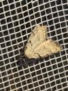 Nola thymula thymula