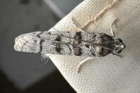 Dioryctria mendacella