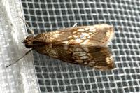 Evergestis politalis