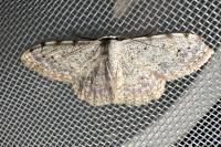 Scopula submutata roseonitens