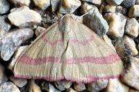 Rhodostrophia calabra