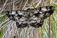 Peribatodes umbraria umbraria