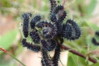 Saturnia pavonia