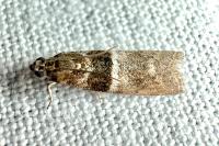 Elegia atrifasciella