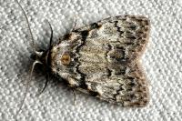 Meganola strigula