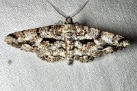 Peribatodes umbraria umbraria