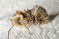 Amephana anarrhini