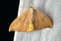Watsonalla binaria