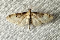Idaea filicata