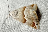 Eublemma amoena
