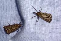 Chrysocramboides craterellus