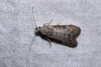 Lamoria anella
