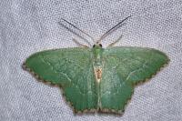 Hemithea aestivaria