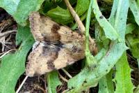 Heliothis viriplaca