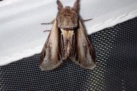 Pheosia tremula