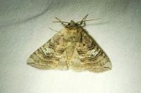 Tethea ocularis