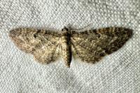 Eupithecia subfuscata