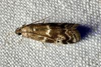 Assara terebrella