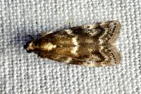 Assara terebrella