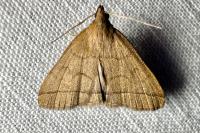 Herminia tarsipennalis