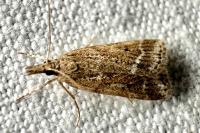 Eudonia pallida