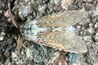 Cerura vinula