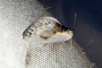 Cilix glaucata