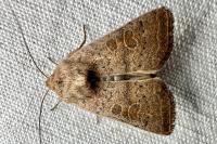 Hoplodrina ambigua