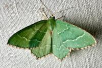 Hemithea aestivaria