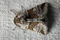 Furcula furcula