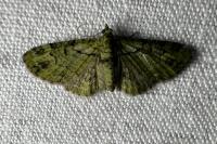 Pasiphila rectangulata