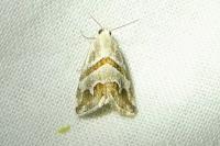 Eublemma candidana