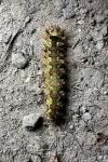 Lymantria monacha