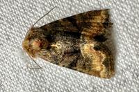 Oligia latruncula