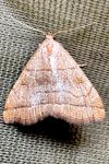 Herminia tarsicrinalis