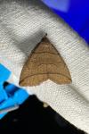 Herminia grisealis