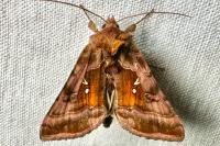 Autographa jota
