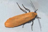 Wittia sororcula