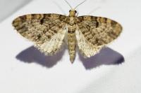 Eupithecia tantillaria